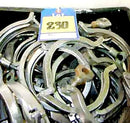 Stainless Steel 4 in. Clamps Not Specified