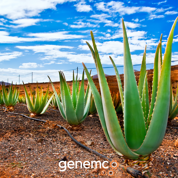 Aloe Vera - 360°
