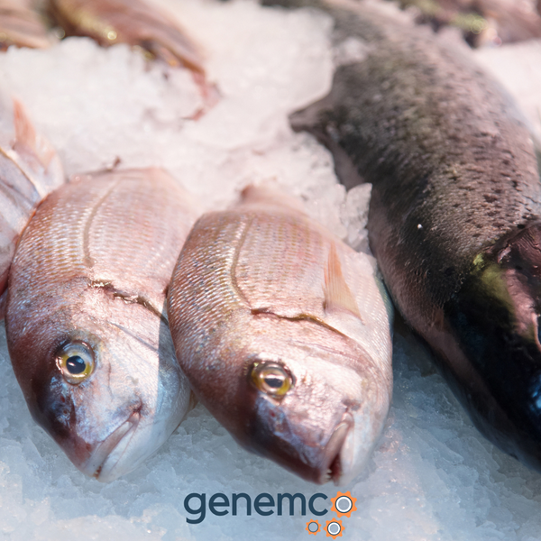 Best Industrial Ice Tips for Keeping Fish Fresh and Extending Shelf Life