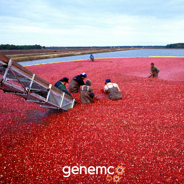 How Manufacturers Produce Cranberry Juice
