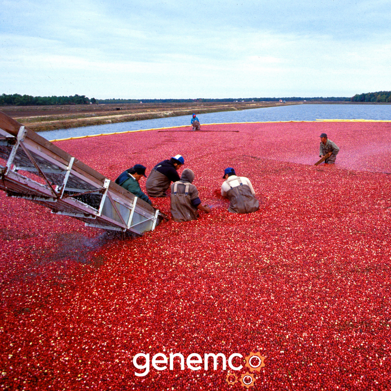How Manufacturers Produce Cranberry Juice