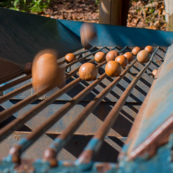 Exploring Types of Industrial Food Sorting and Grading Machines