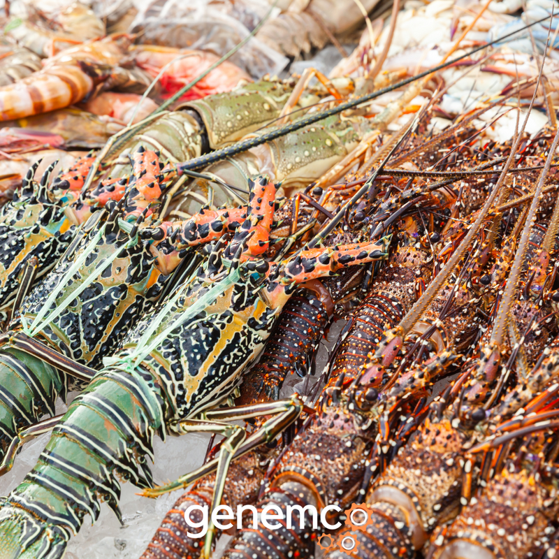 How Lobster Catching and Packaging Practices Have Evolved Over Time