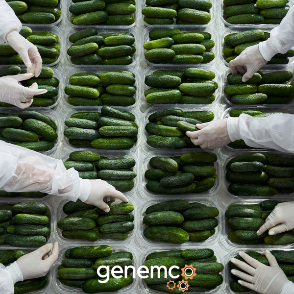 How to Increase the Production of Your Vegetable Operation