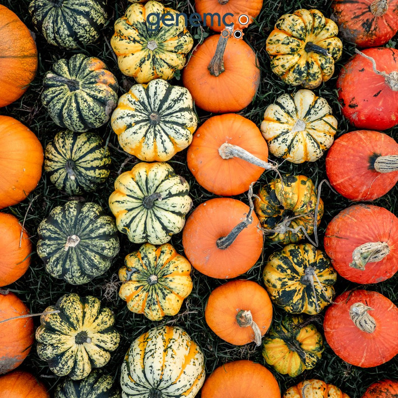 Pumpkins that "Squash" the Competition