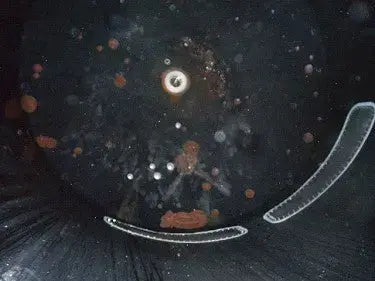 Carbon Steel Single Shell Tank- 2,000 Gallon