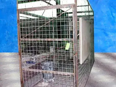 Cage And Office