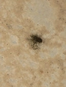 Cherry Burrell Vertical Mix Tank - 1,000 Gallon Cherry-Burrell 